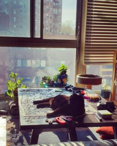 a black cat lounging on a sunny table